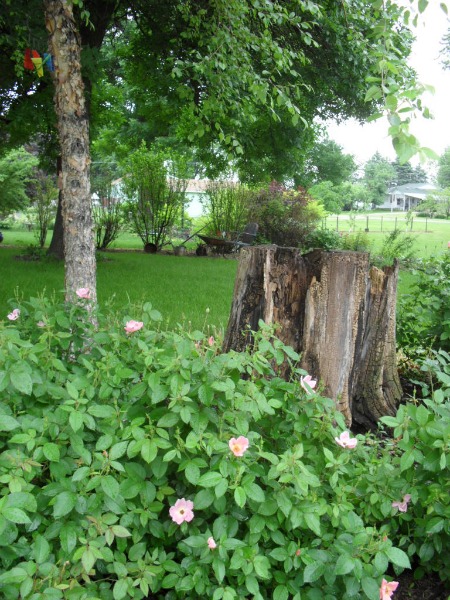 Beautiful Pink Flowers Surround a Tree Stump