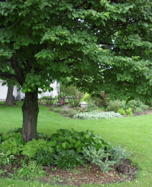 Hostas Grow in the Shade of a Tree Which Frames Additional Flowers